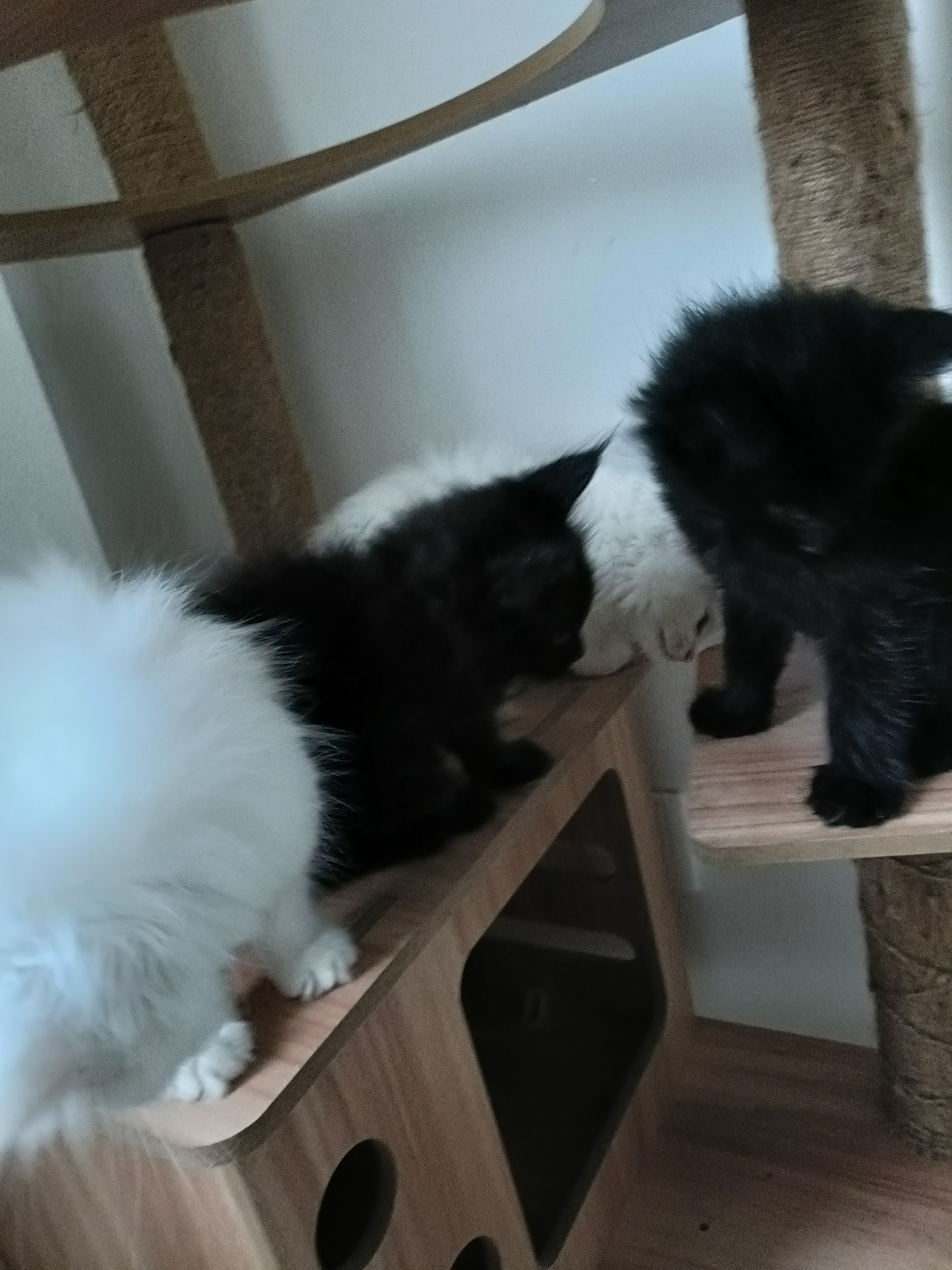 缅因猫